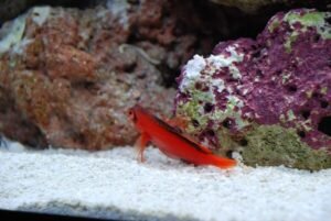 Flame Hawkfish Care Tips