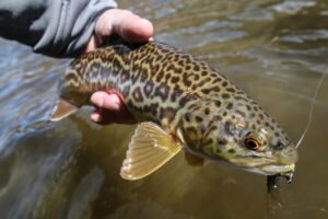  Essential Gear for Tiger Trout Fishing