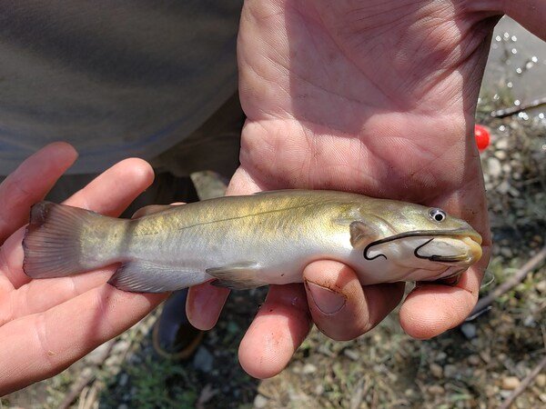 Brown Bullhead Fishing | Everything You Need to Know