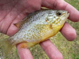 Catch and Release: Best Practices