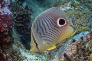 Understanding Butterflyfish keep 