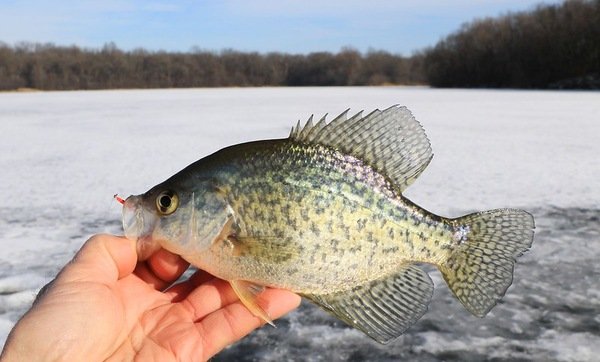 Winter Fishing for Crappie | Tips for Success