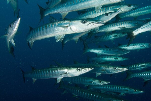 Barracuda Fishing | Everything You Need to Know