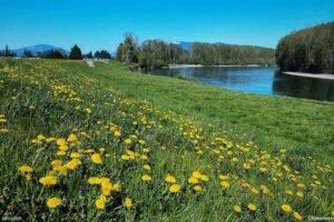 Locations: Where to Fish on the Skagit River