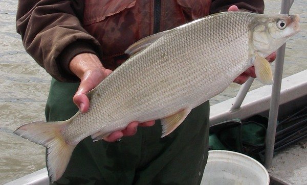 Lake Whitefish Fishing Guide | Tips and Tricks