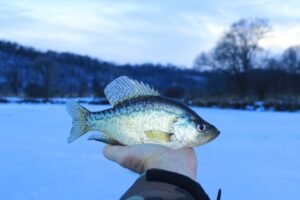 Challenges of Winter Crappie Fishing