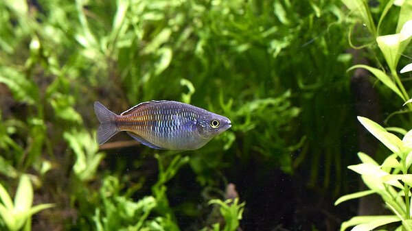 Boeseman Rainbowfish Care | Everything You Need to Know