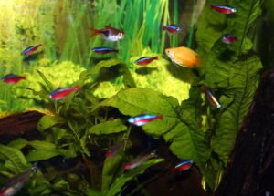 Introducing Cardinal Tetras to the Aquarium