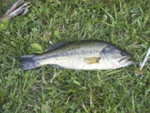 Common Pond Fishing Species