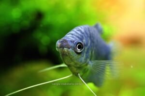 Tips for Blue Gourami Care