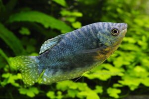 Understanding the Blue Gourami Care