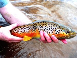 Techniques for Tiger Trout Fishing