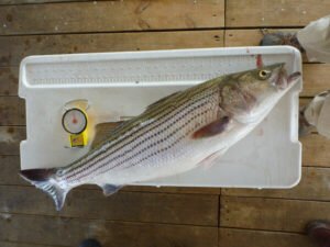 The Biology of the Striped Bass