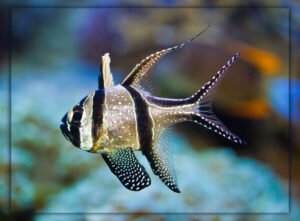 Breeding Banggai Cardinalfish 