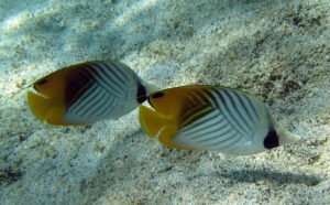 Feeding Butterflyfish