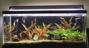 Remove Brown Algae in a Fish Tank