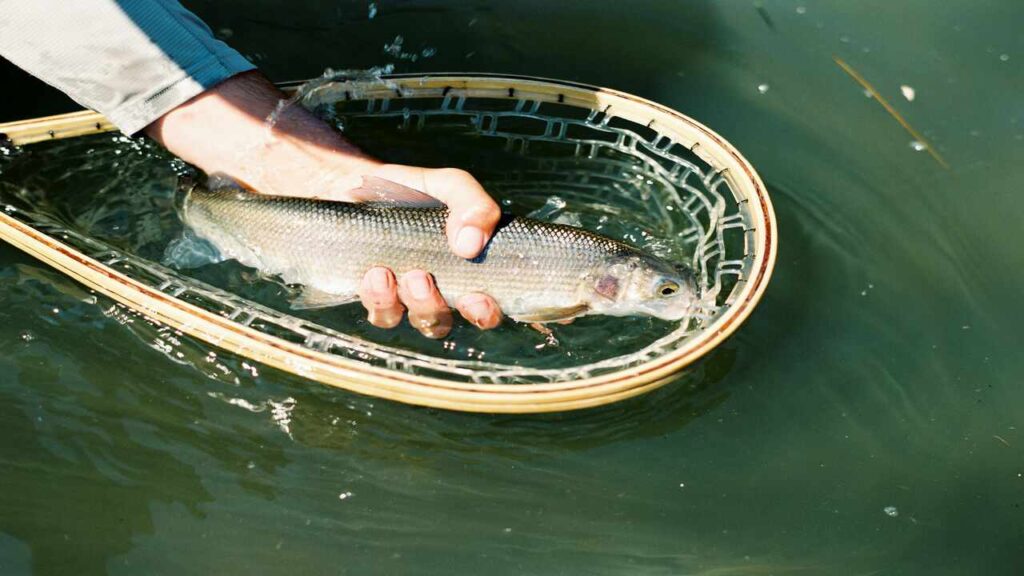 Whitefish Lake Montana Fishing