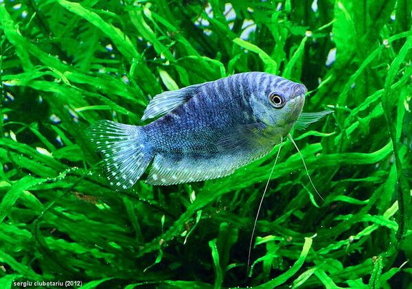 Blue Gourami Care | Everything You Need to Know