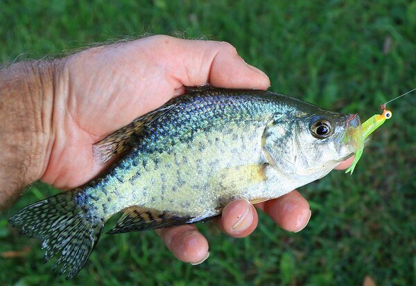 How to Catch Black Crappie | Everything You Need to Know