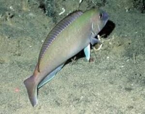 Fishing for Tilefish
