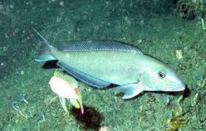  Handling and Reeling in Tilefish