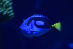 Setting Up the Tank: A Bigger Space for a Bigger Personality