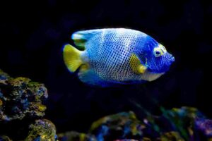 Keep Koran Angelfish / Saltwater Aquarium Fish