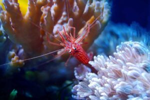 How to Help Your Shrimp During Molting