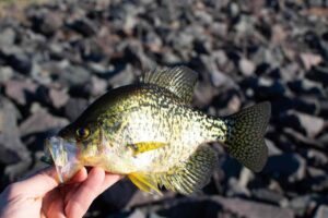 Essential Gear for Black Crappie Fishing