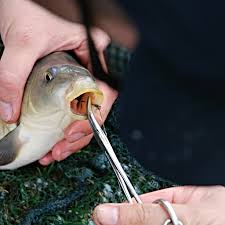 Recommended Carp Fishing Gear