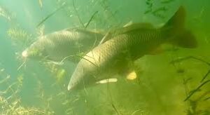 Top Carp Fishing Locations