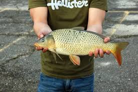 How to Carp Fish: 10 Essential Tips