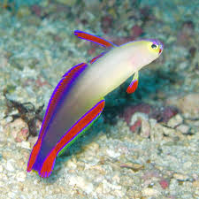 Keeping Saltwater Firefish in an Aquarium