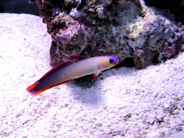Tankmates and Compatibility
