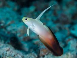  5 Tips for Keeping Saltwater Firefish in an Aquarium