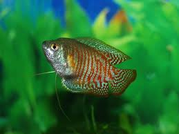Feeding Your Gouramis