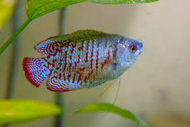  Setting Up the Perfect Gourami Fish Tank