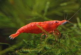 Acclimating Cherry Shrimp