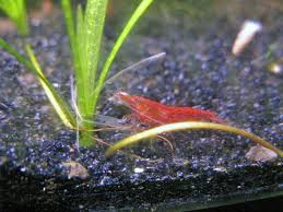 Enjoying the Rewards of Shrimp Keeping
