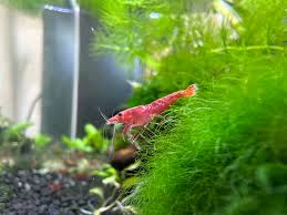 Breeding Success: Growing My Shrimp Colony
