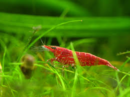 Setting Up the Perfect Cherry Shrimp Habitat