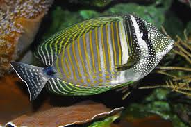 Introduction to Sailfin Tang Fish