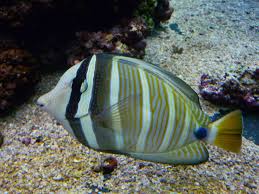 Breeding Sailfin Tang Fish