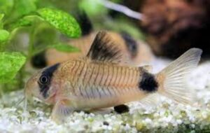 Freshwater Keeping Tips for Panda Corydoras 