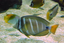 Social Behavior and Tank Mates