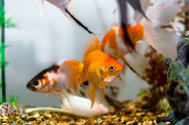 Best Aquarium Fish for Beginners (2 Easy Choices to Start With)
Step 1: Choose Hardy, Low-Maintenance Fish
When it comes to the best aquarium fish for beginners, hardiness is key. Species like guppies and platies are widely considered some of the best aquarium fish for beginners because they adapt well to a range of water conditions and are easy to feed and care for.

Step 2: Pick Peaceful Fish That Do Well in Groups
The best aquarium fish for beginners also tend to be peaceful and community-friendly. Neon tetras and zebra danios are great examples. These fish thrive in small groups and make the tank lively without causing conflict. If you're setting up your first tank, stick to the best aquarium fish for beginners list to build your confidence and success rate. Long-term, choosing the best aquarium fish for beginners ensures a stress-free and enjoyable aquarium experience.