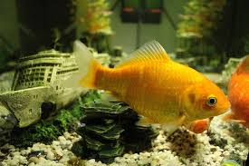 Setting Up Your Aquarium