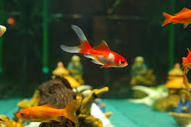Maintaining Your Aquarium