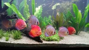 Interesting Information for the Aquarium 
