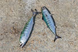 Atlantic Bonito Fishing Experience
